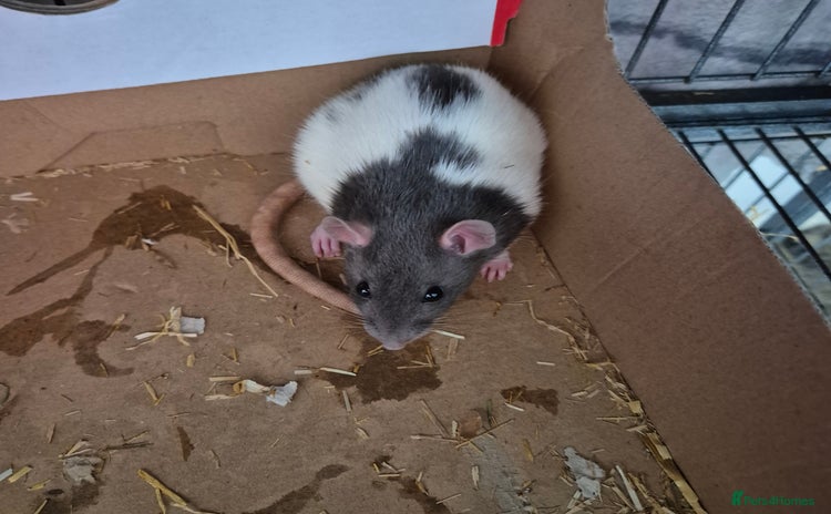 Rat rodents - Advert 3