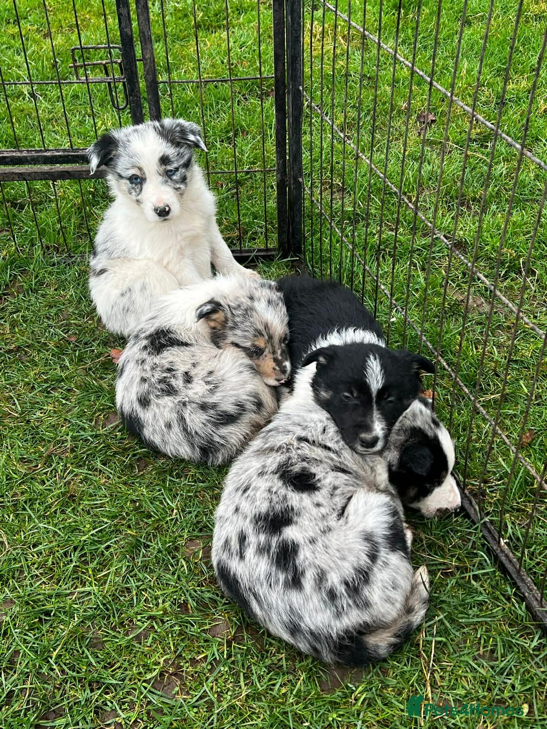 Border Collie dogs for sale: 5 Beautiful Blue Merle Border Collie Puppies - Advert 12