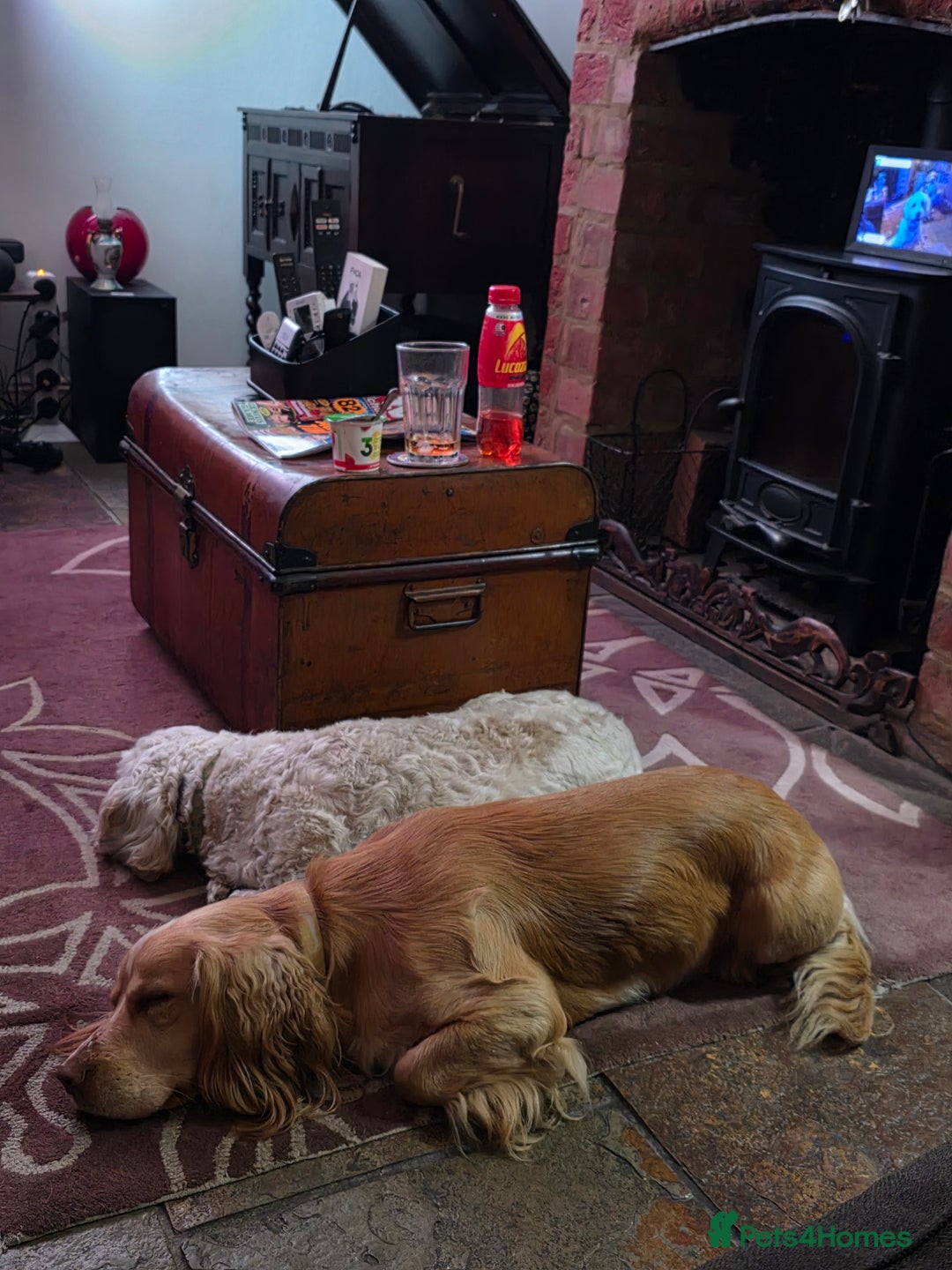 Mixed Breed dogs for sale: Gorgeous cavachon cocker spaniel puppies - Image 3