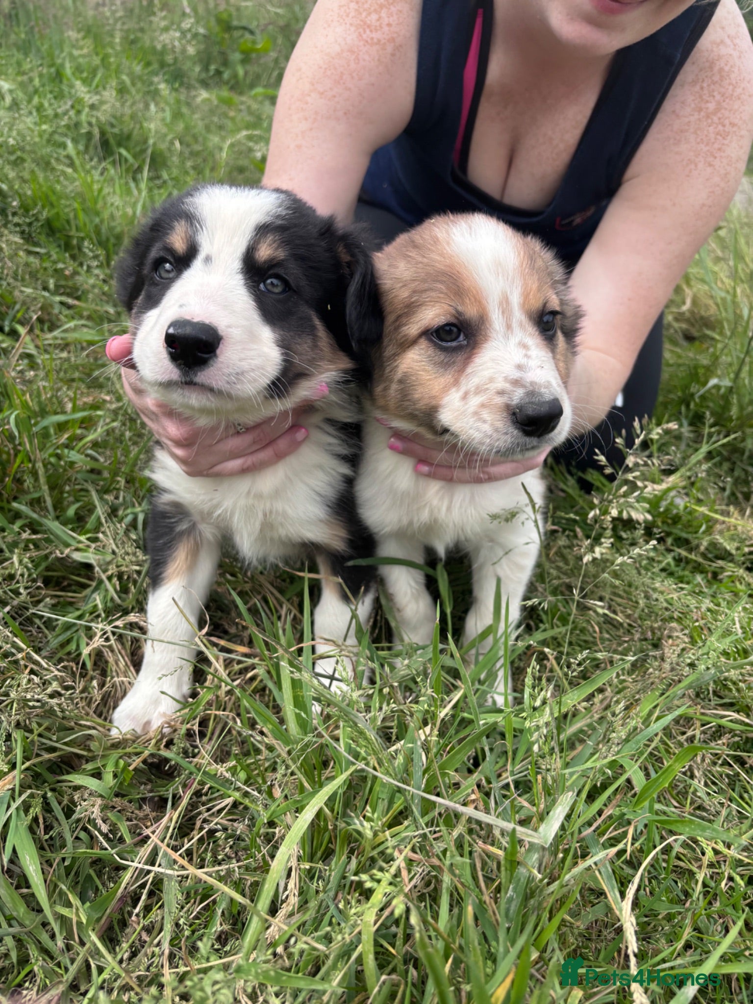 Border Collie dogs 4 gorgeous Border Collie Puppies - Advert 15