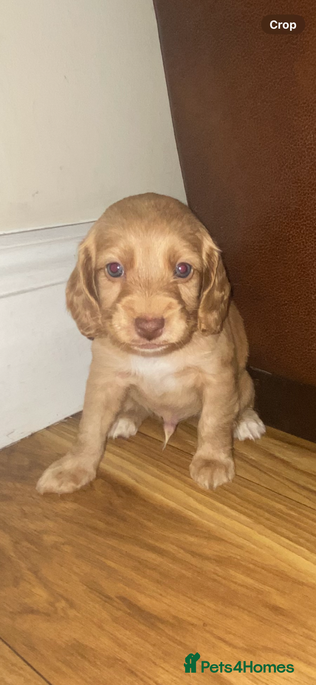 Cockapoo dogs for sale: F2 Cockapoo pups  - Image 27