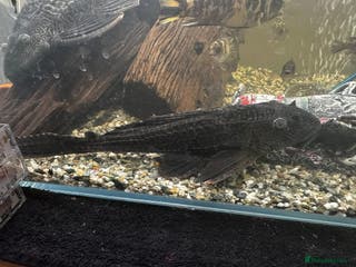 Plecos fish Common Pleco 10inch - Advert 15