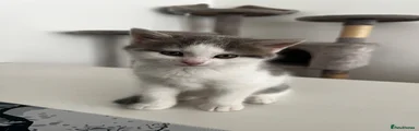 American Shorthair 3