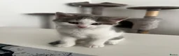 American Shorthair cats for sale: 3 Little Tabbies Looking for Their Forever Homes! - Advert 33