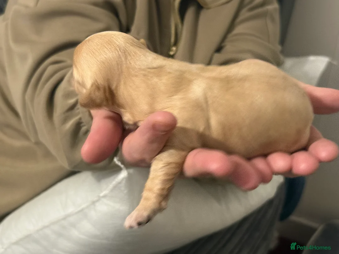 Shihpoo dogs for sale: 3x Shihpoo Male Puppies for sale - Advert 6