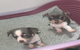 Mixed Breed dogs for sale: Chihuahua/Jack Russell puppies - Image 2