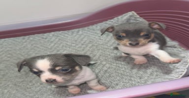 Mixed Breed dogs - Advert 9