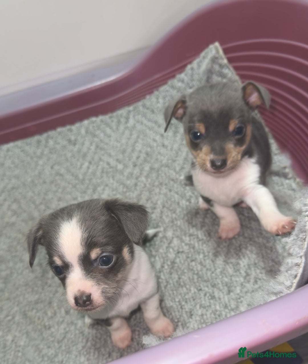 Mixed Breed dogs for sale: Chihuahua/Jack Russell puppies - Image 2
