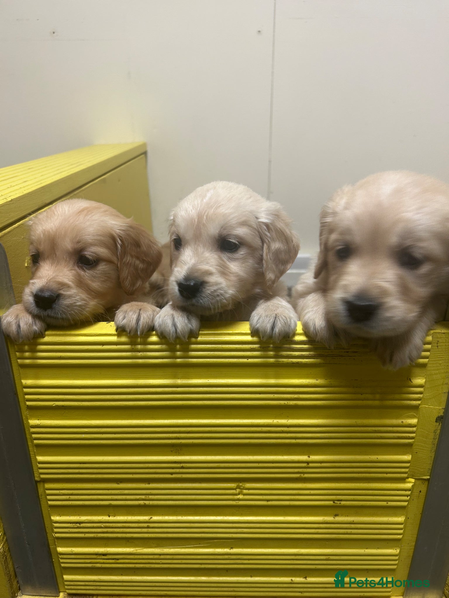 Golden Retriever dogs Gorgeous golden retrievers for sale. - Advert 1