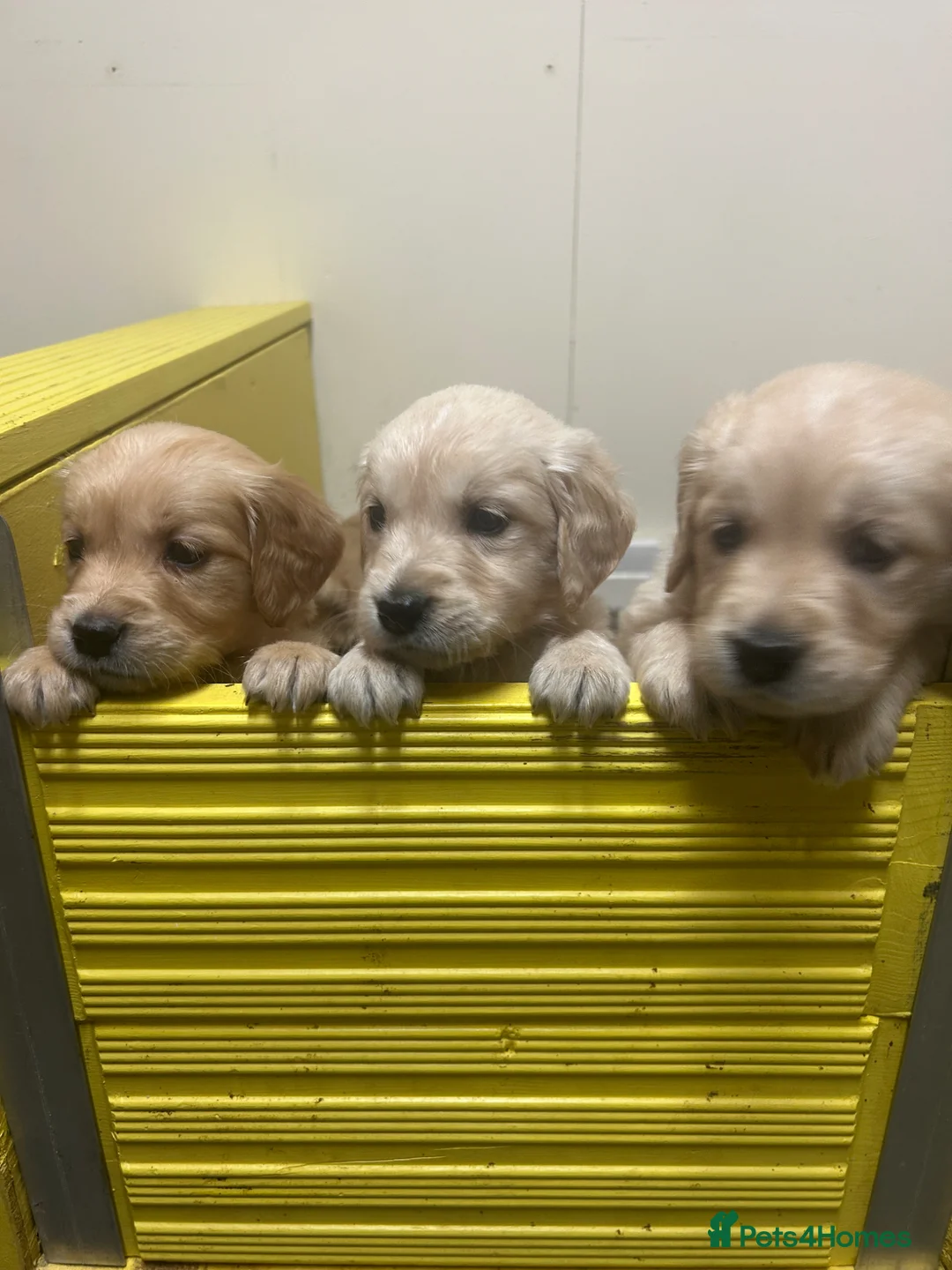 Golden Retriever dogs for sale: Ready now🐾 - Advert 1