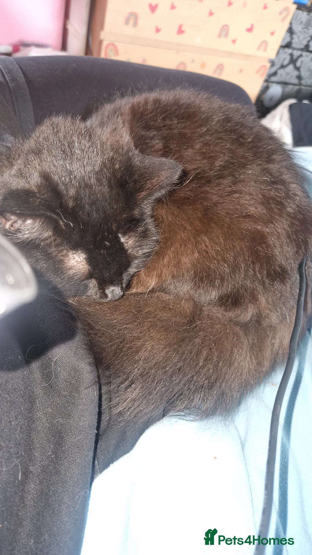 British Longhair cats for sale: She cross Norwegian kittens  - Advert 2