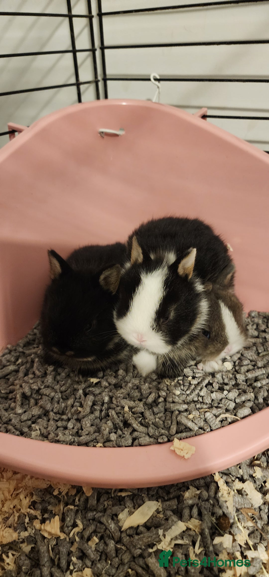 Netherland Dwarf rabbits for sale: Netherland dwarf rabbits  - Advert 2