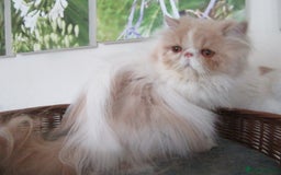 Persian cats for sale: Adorable Pedigree Persian Female Available Now - Image 21
