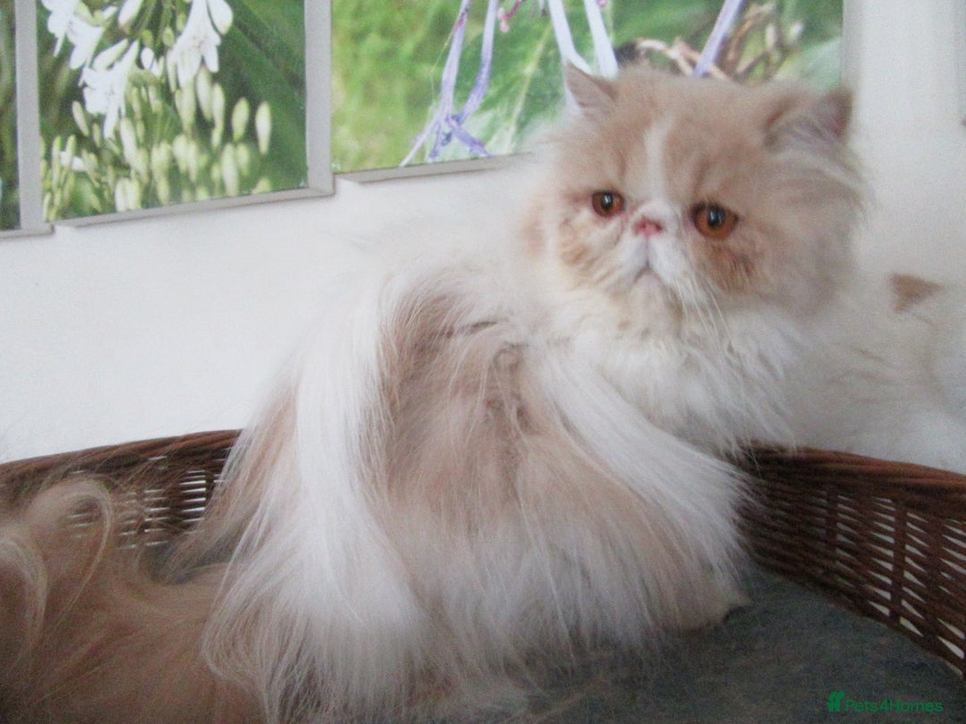 Persian cats for sale: Adorable Pedigree Persian Female Available Now - Image 21