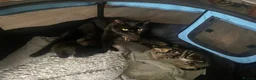 British Shorthair cats for sale: READY NOW British Short Hair x Bengal Kittens - Advert 19