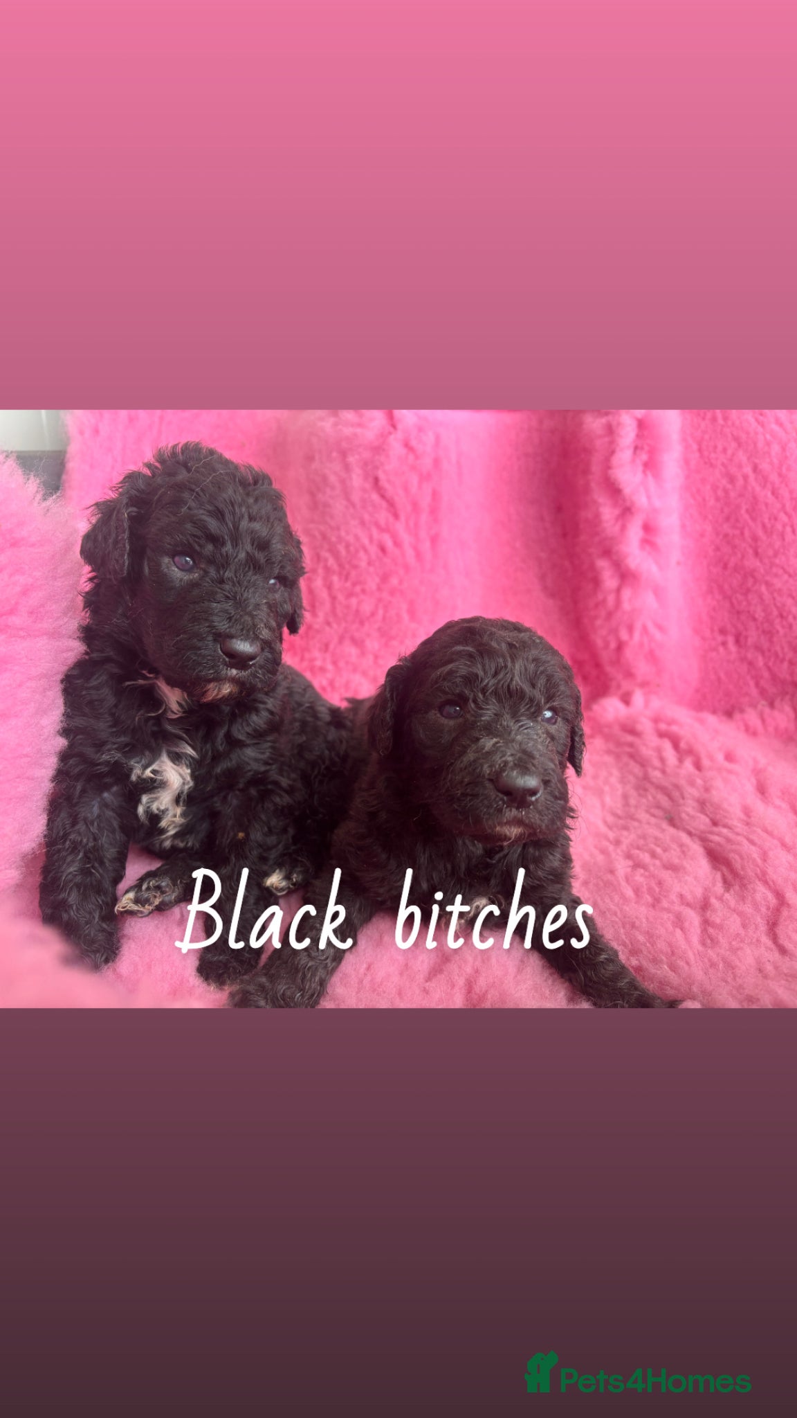 Goldendoodle dogs Beautiful Goldendoodles - Advert 1