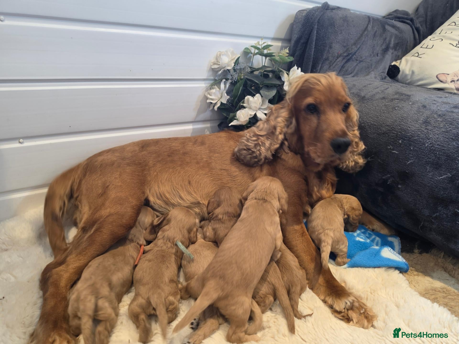 Cockapoo dogs 🐾fabulous F1 showtype cockapoo puppies 🐶  - Advert 2