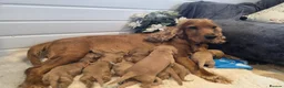 Cockapoo dogs for sale: 🐾fabulous F1 showtype cockapoo puppies 🐶  - Advert 1