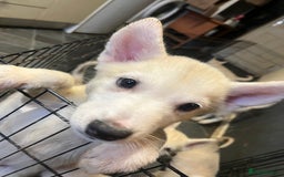 Siberian Husky dogs for sale: Last Male Pure White Siberian Husky  - Image 10