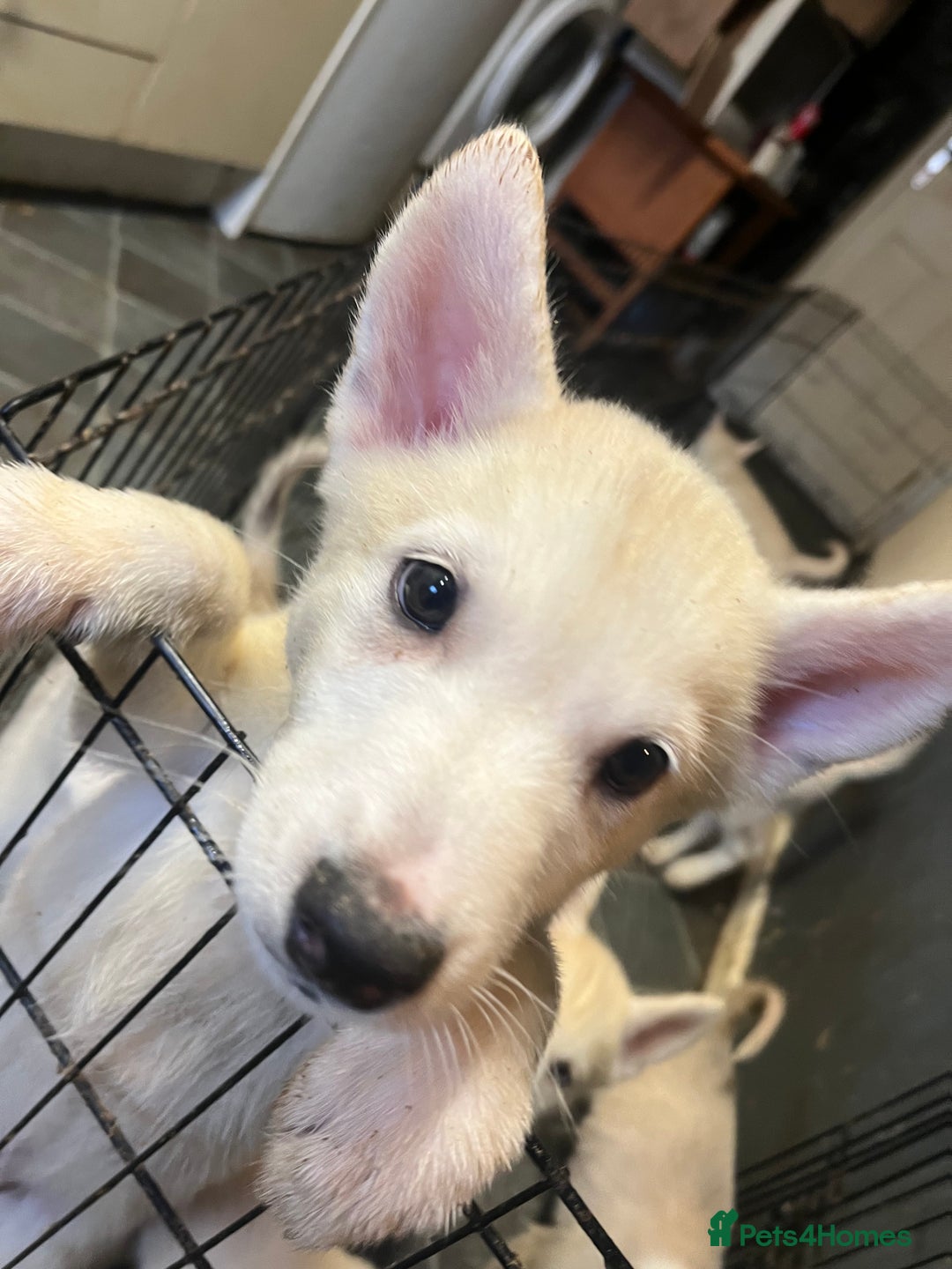 Siberian Husky dogs for sale: Last Male Pure White Siberian Husky  - Image 10