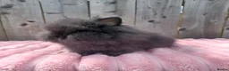 Lionhead rabbits for sale: Lionhead buns - Advert 3