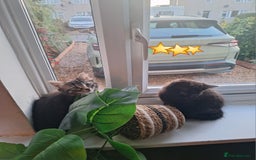 Domestic Shorthair cats for sale: 2 male kittens ready to leave today!  - Image 24