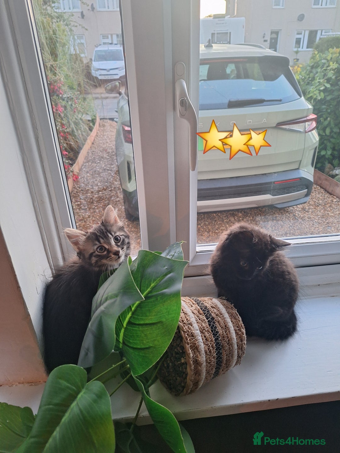 Domestic Shorthair cats for sale: 2 male kittens ready to leave today!  - Image 24