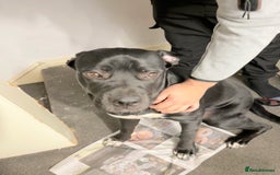 Cane Corso dogs for sale: Beautiful Cane Corso for sale - Advert 3