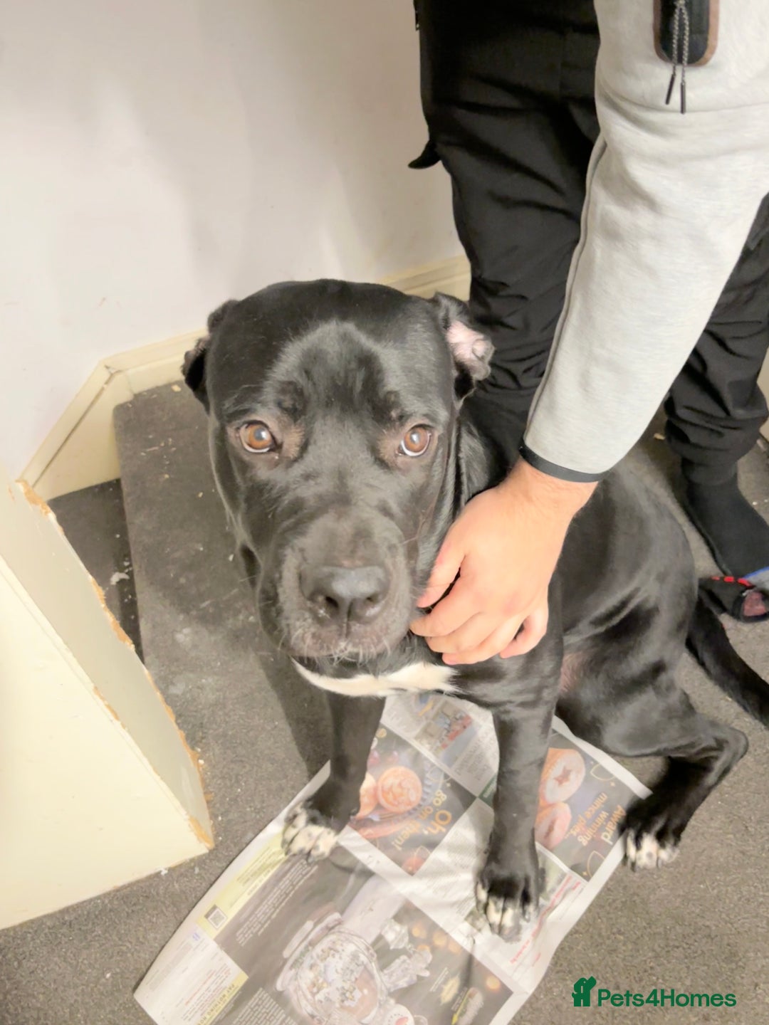 Cane Corso dogs for sale: Beautiful Cane Corso for sale - Advert 3