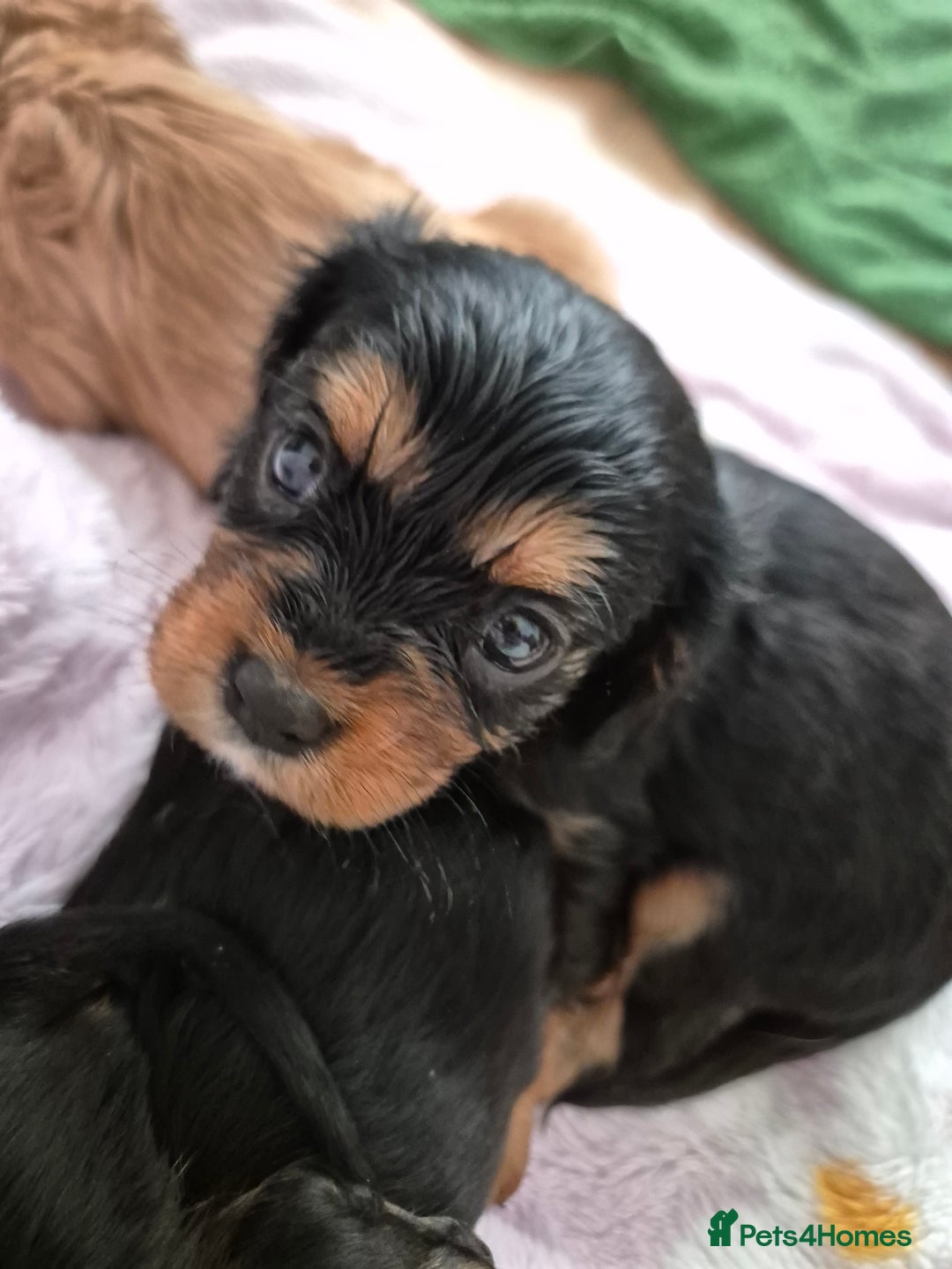 Cavalier King Charles Spaniel dogs for sale: King charles cavalier puppies - Image 6
