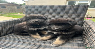 Mixed Breed dogs - Advert 15