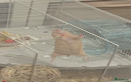 Hamster rodents for sale: Female hamster - ginger in colour  - Image 2