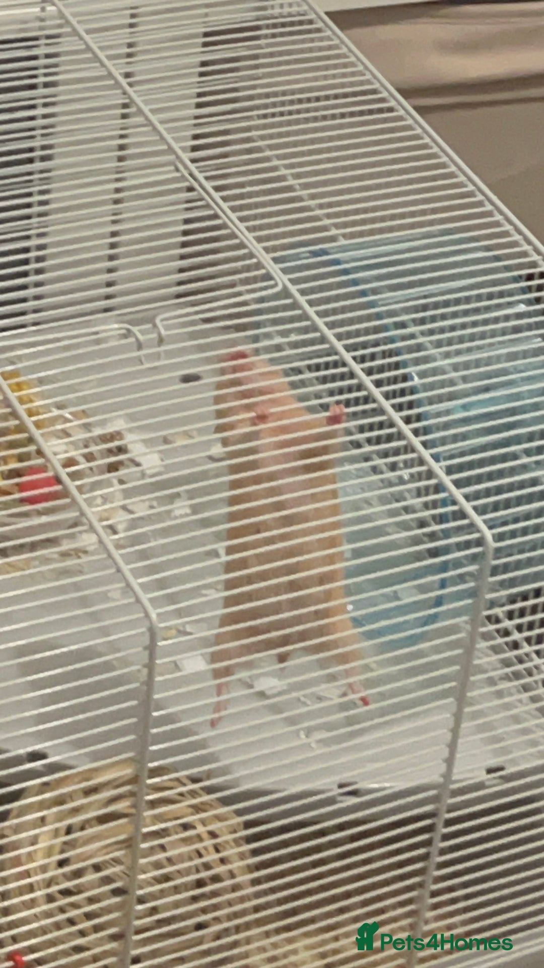Hamster rodents for sale: Female hamster - ginger in colour  - Image 2