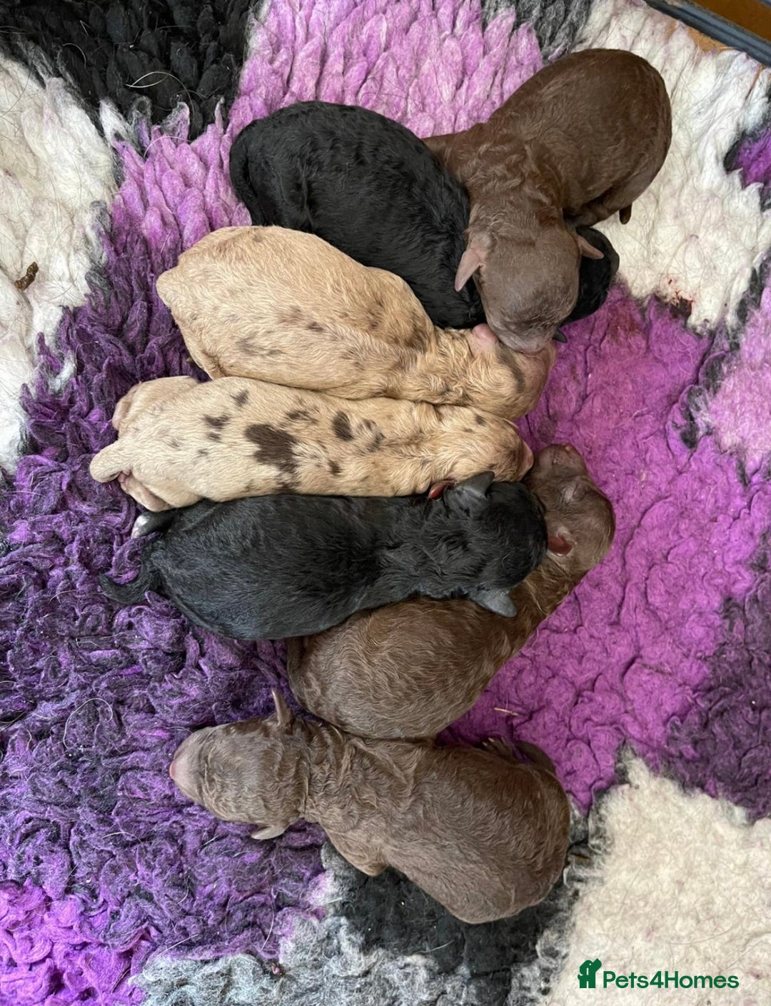 Miniature Poodle dogs for sale: 🐩Extensively Health Tested Miniature Poodles🐩 - Image 1
