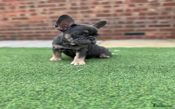 French Bulldog dogs for sale: Beautiful pups- Ready to leave 🏡 - Image 5