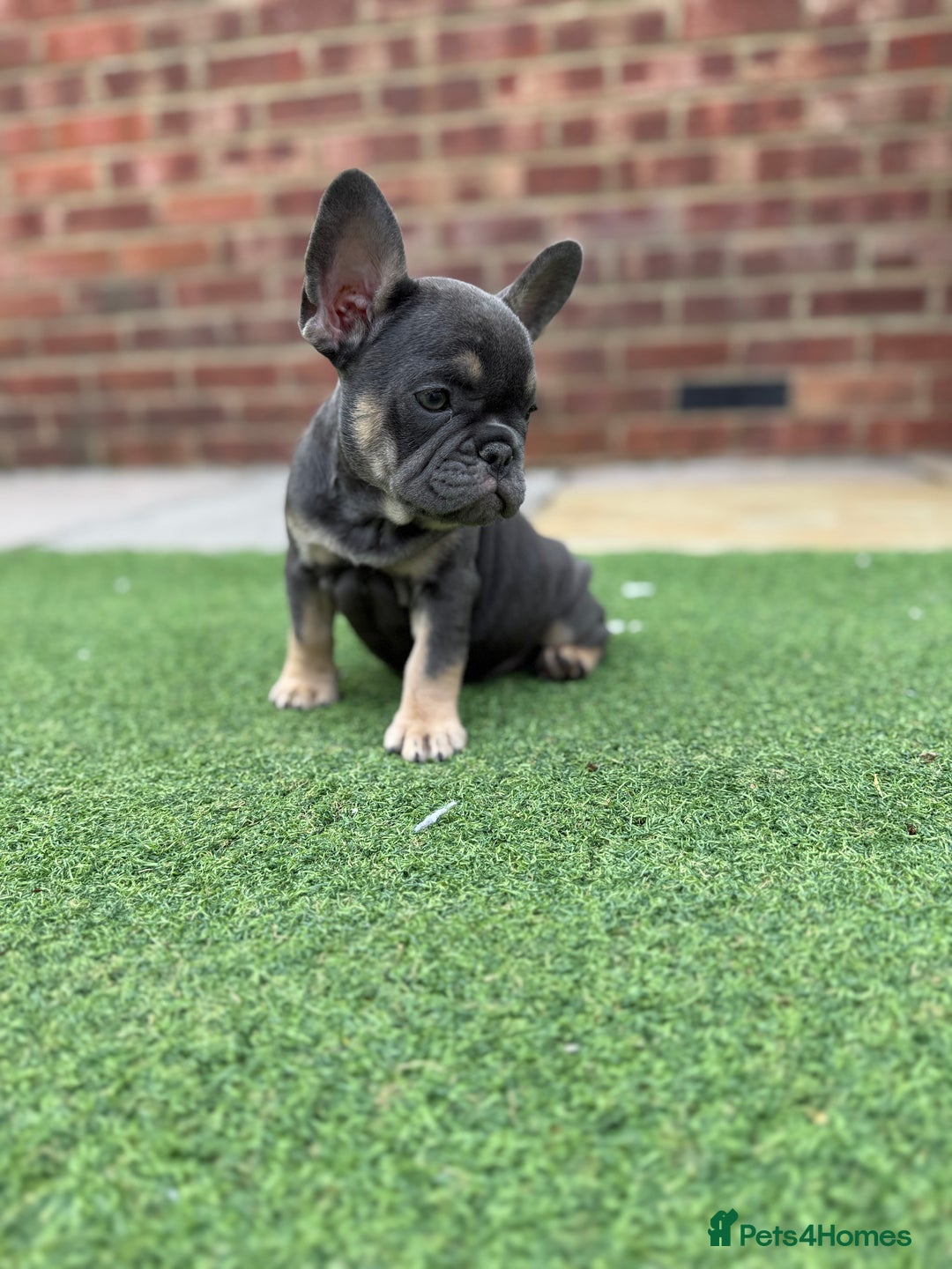 French Bulldog dogs for sale: Beautiful pups- Ready to leave 🏡 - Image 5