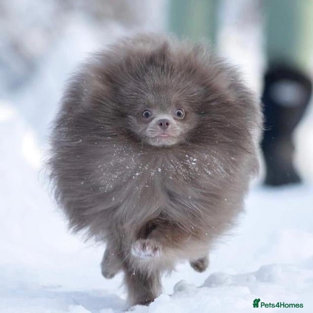 Pomeranian dogs 🏆 LOTS of champion lines, tiny teddy bear 🧸 in Leeds - Advert 18