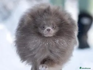 Pomeranian dogs 🏆 LOTS of champion lines, tiny teddy bear 🧸 in Leeds - Advert 18