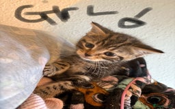 Mixed Breed cats for sale: Mixed kittens  - Image 4