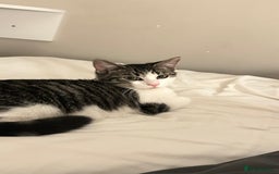 Ragdoll cats for sale: Adorable Kittens for Sale – 2 Males & 4 Females - Image 10