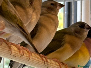 Finches birds gouildan finches available Runcorn - Advert 6