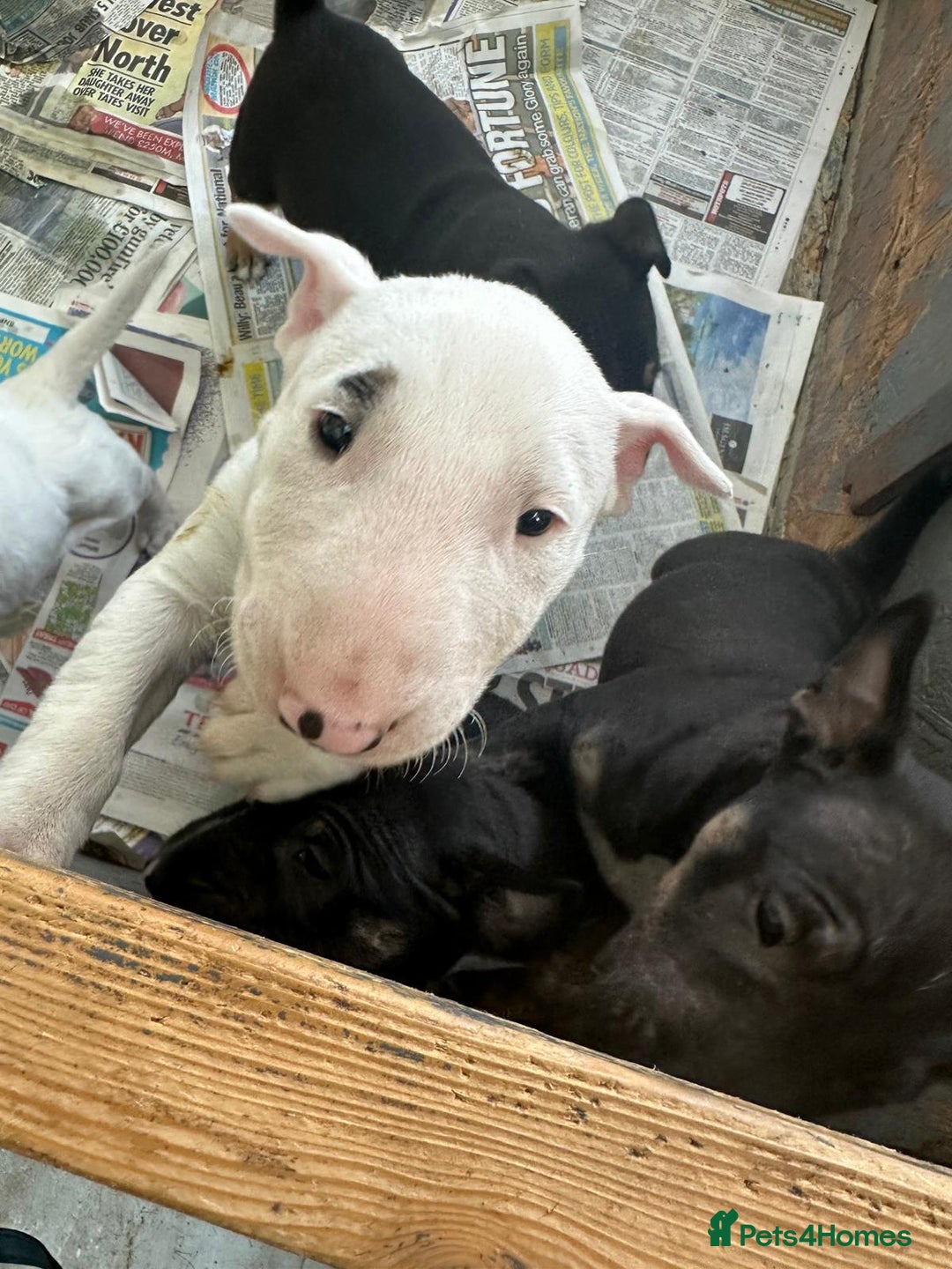 English Bull Terrier dogs for sale: English Bull Terriers Champion Bloodlines  - Image 24