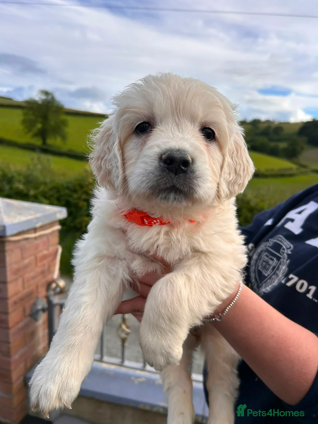 Golden Retriever dogs for sale: Wonderful litter health tested parents  - Advert 2