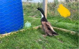 Ducks poultry for sale: Indian runner duck drakes  - Image 1
