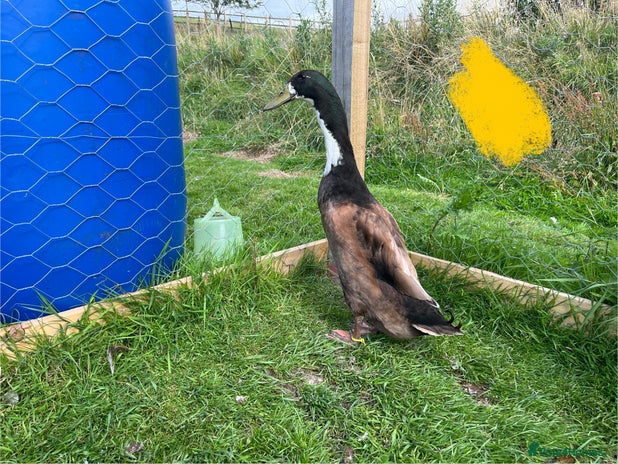 Ducks poultry - Advert 4