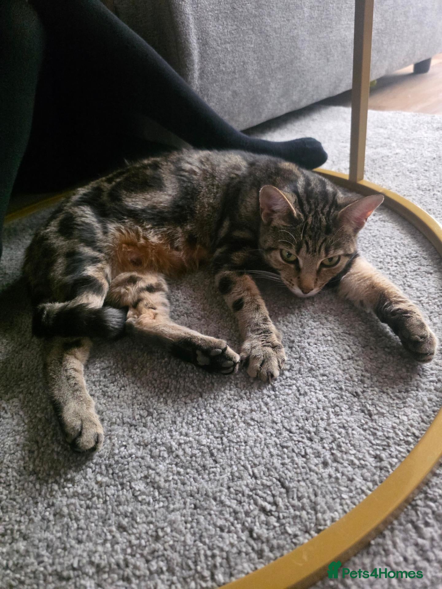 Mixed Breed cats Cat for free just around 2 year old - Advert 1
