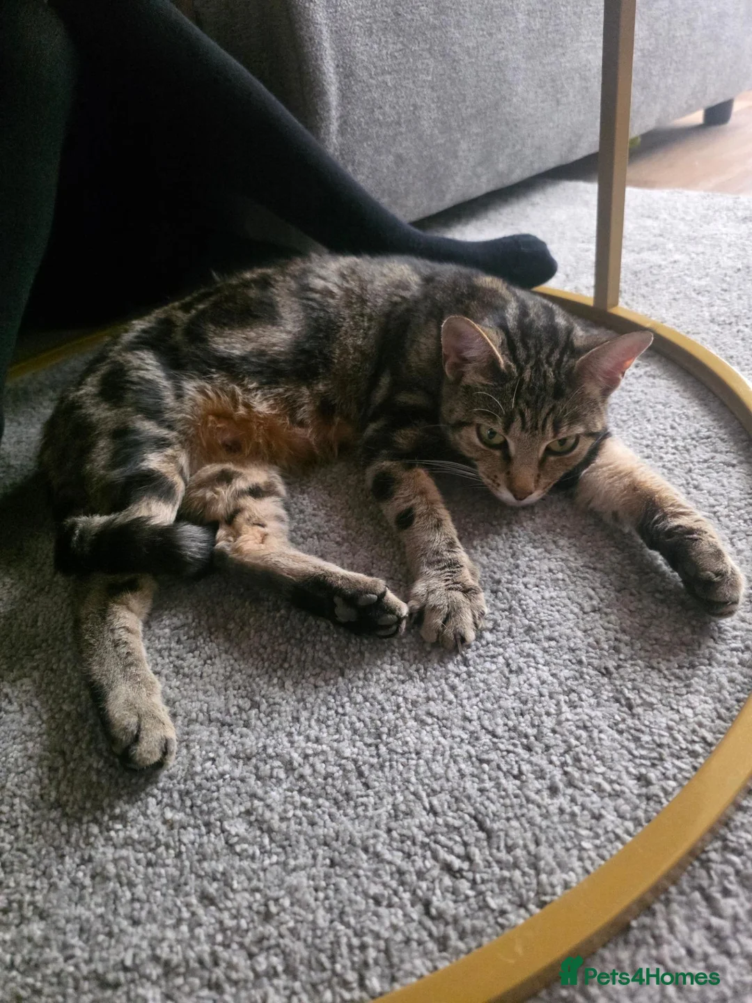 Mixed Breed cats for sale: Cat for free just around 2 year old - Advert 1