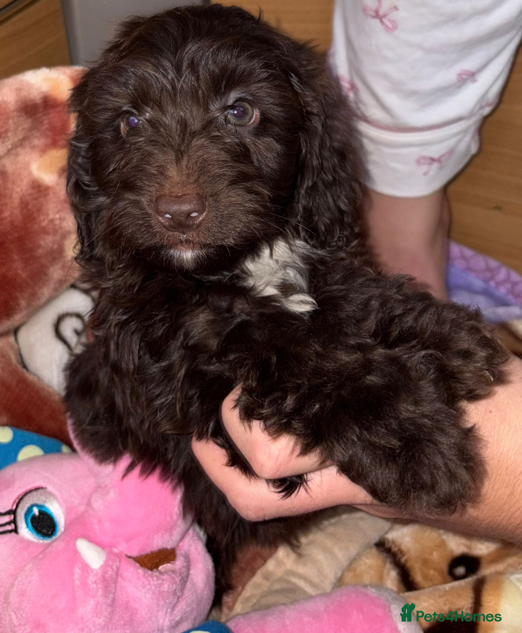 Cockapoo dogs Cockerpoo puppy  - Advert 2