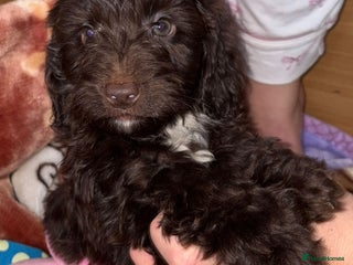 Cockapoo dogs Cockerpoo puppy - Advert 2