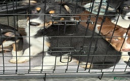Border Collie dogs for sale: Last boy… Border Collie Pup - Image 38